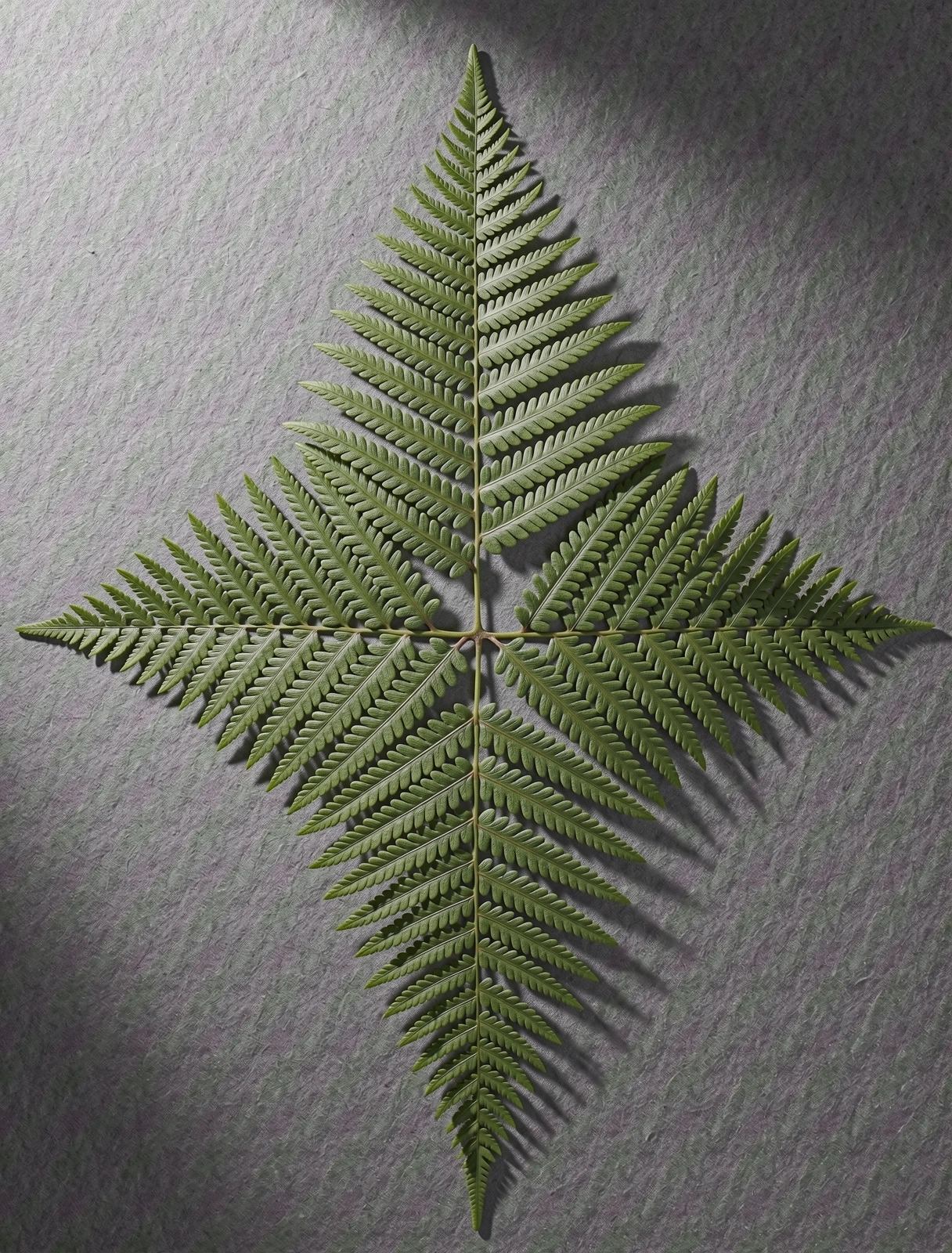 Botanical detail representing structured natural science